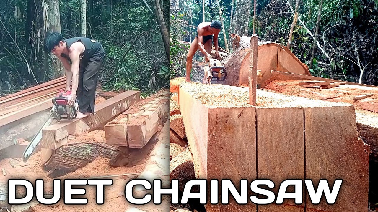 Cara kerja kompak❗membuat balok pohon bengkirai raksasa | gergaji mesin senso kayu | stihl 070