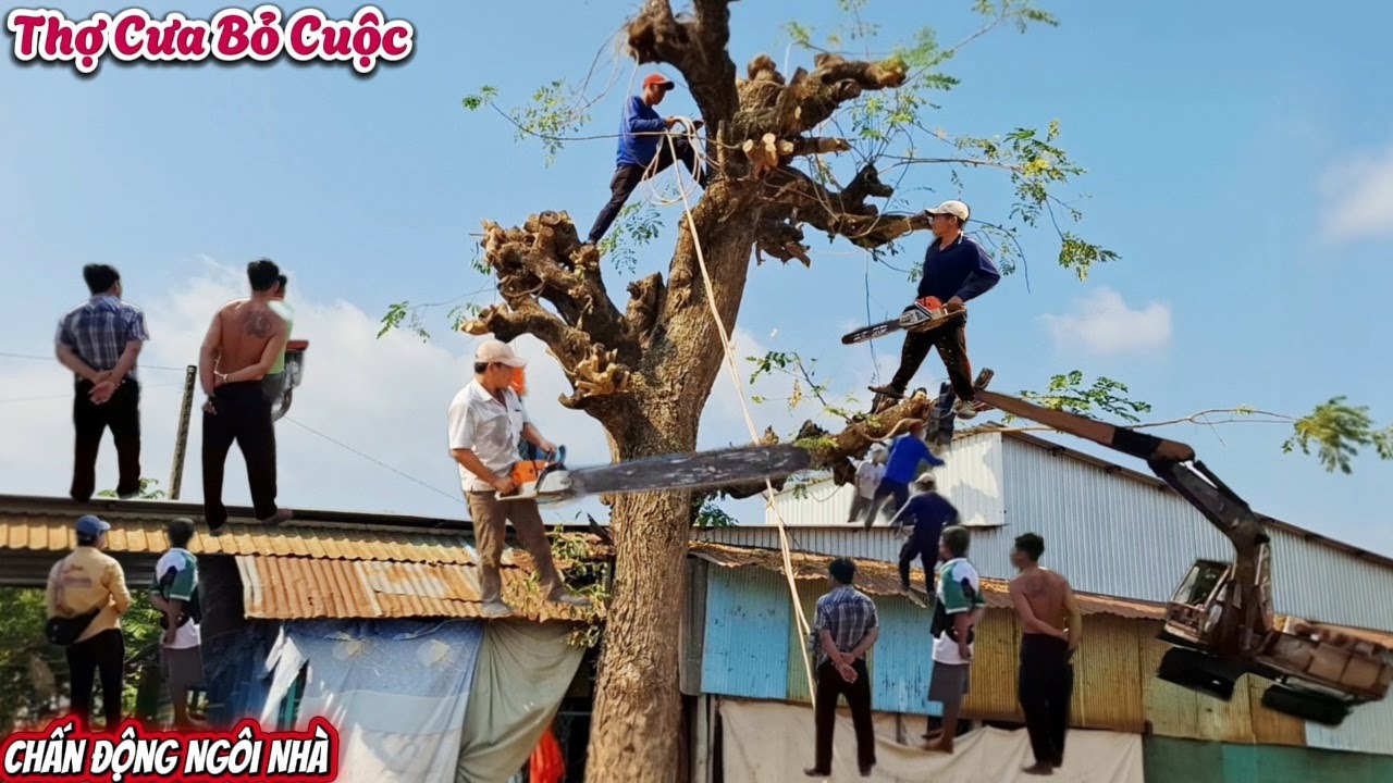 Cưa cây Còng siêu khủng ở trong nhà / Sawing down a giant Tamarind tree indoors. | P203