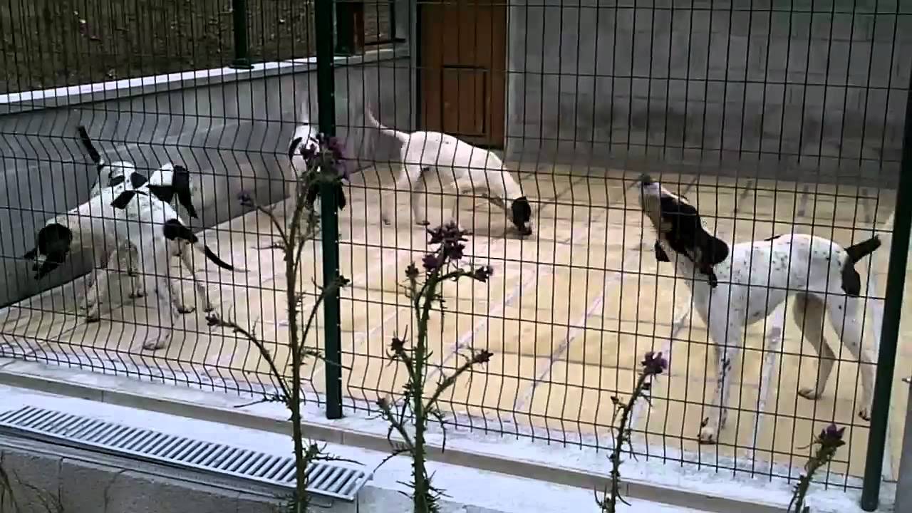 visite de mon chenil