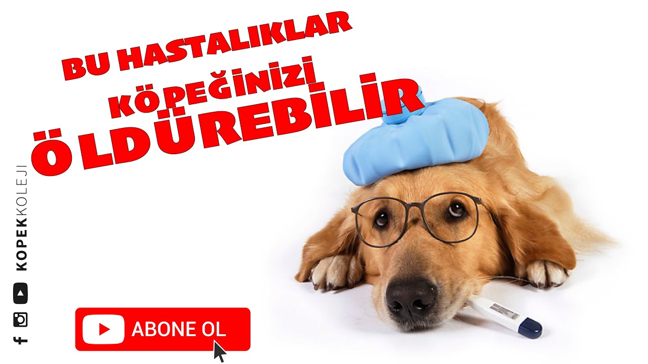 Bu Hastalıklar Köpeğinizi Öldürebilir!