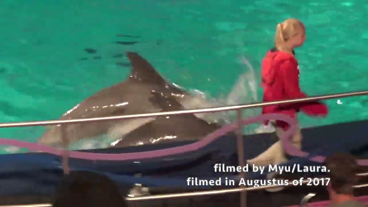DolfijndoMijn Aqua Bella Dolphin show center view at Dolfinarium in Harderwijk