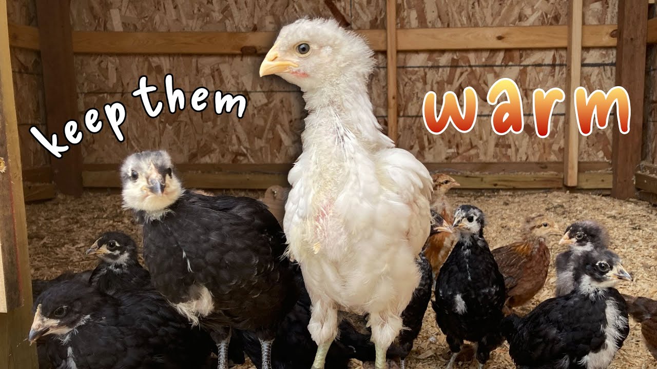 Raising Chicks In Cold Weather?? | Why FALL Might Be The Best Time For Baby Backyard Chickens