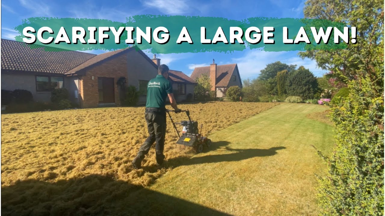 Scarifying a large mossy lawn! // biggest one yet //