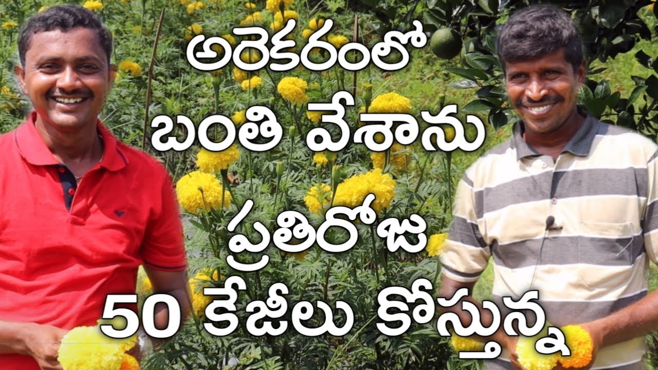 బంతిపూల సాగు బాగుంది | Young Farmer Happy With Marigold Cultivation | Telugu RythuBadi