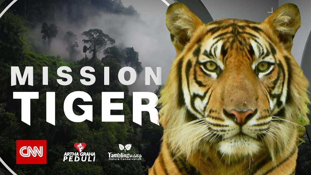 Mission Tiger - CNN