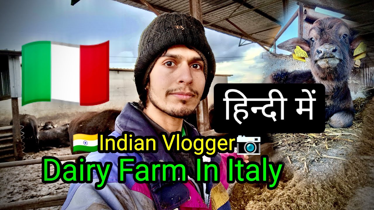 इटली में डेयरी फार्म का काम || Dairy Farm In Italy || Italy Indian Vlogger