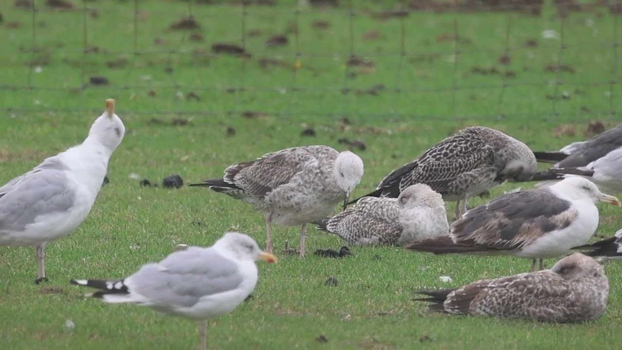 Caspian Gull, Portland Bill, 10th September 2025