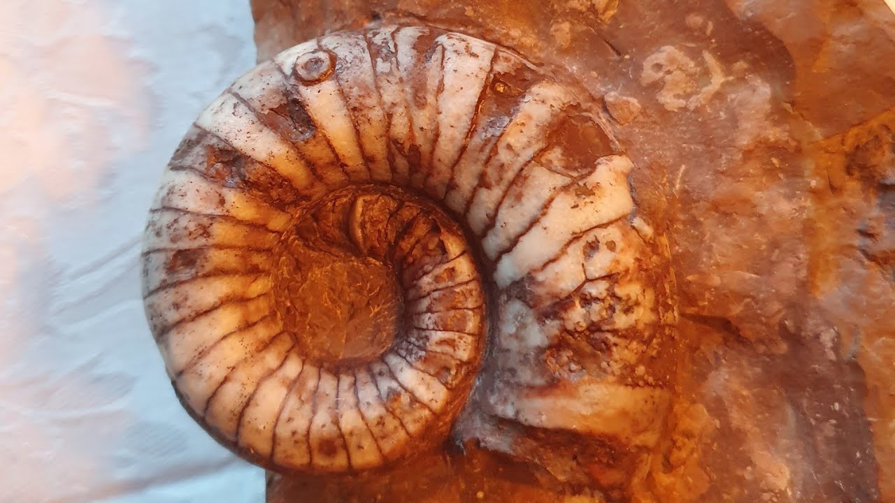 Fossil Hunting Bonanza! Amazing finds! 