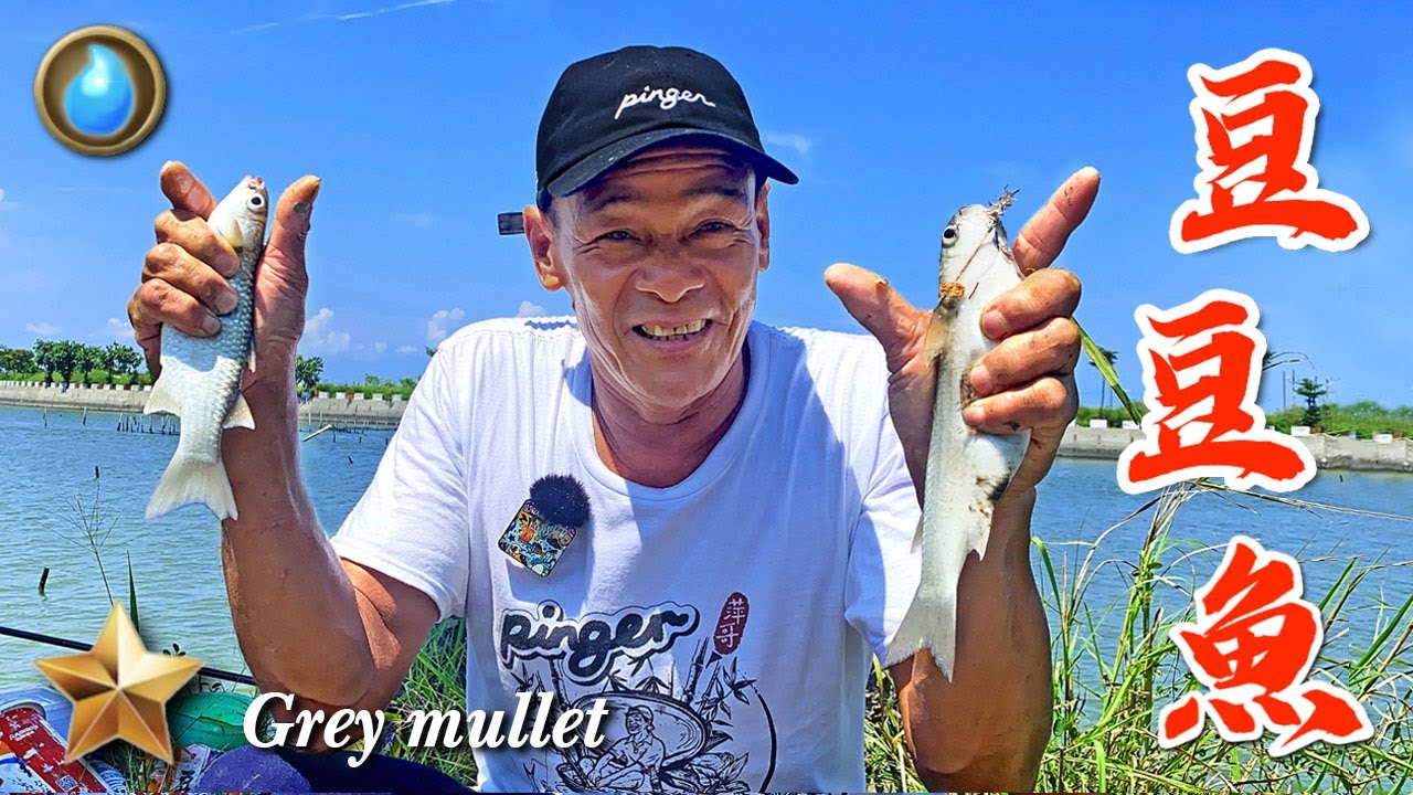 野味50集 | 豆豆魚 | 醬香煎魚 醬蘿蔔滷魚 薑絲魚腱 | Grey mullet | 萍哥Pinger