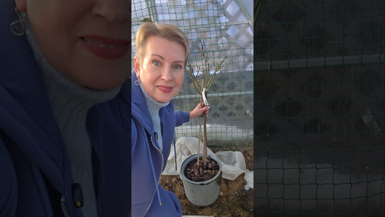 16 марта | Вышла Таша в огород | как там после зимы | штамбовая роза в теплице | что пострадало