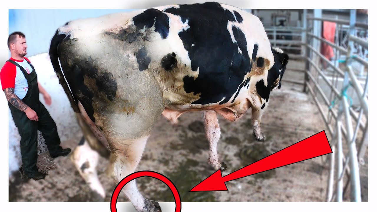 *MASSIVE BULL's* SORE HOOF ... REVISITING A SOLE ULCER!