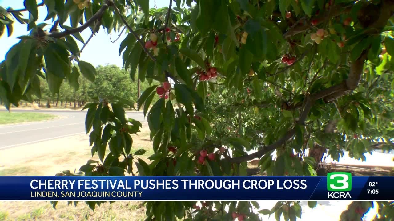 Linden Cherry Festival pushes through even after cherry crop loss