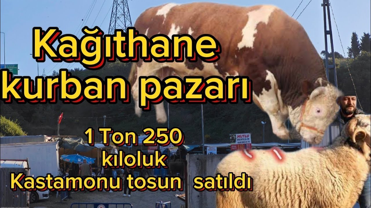 Kağıthane kurban pazarı dev kurbanlıklardan oluşan 125 kastamonu  kurbanlık satıldı satıcıların başa