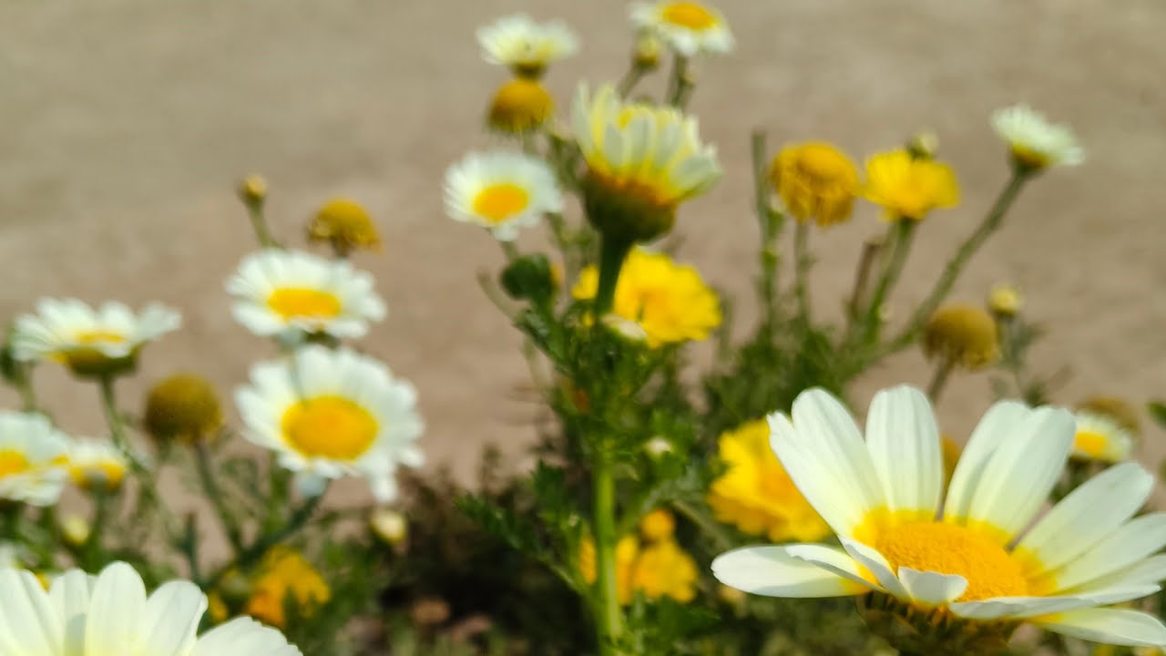 Manju Mini  gardening is live a jaaiye friend meri live mein welcome hai aap sabhi ka