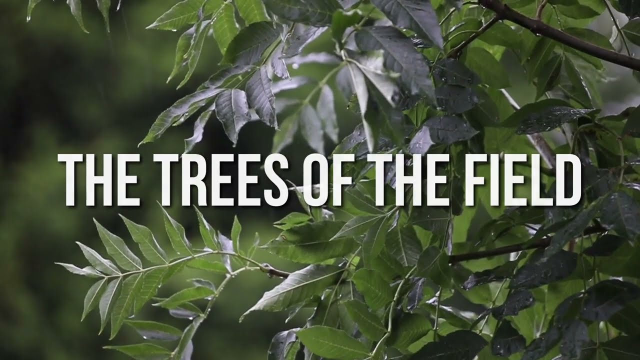 Trees of the Field