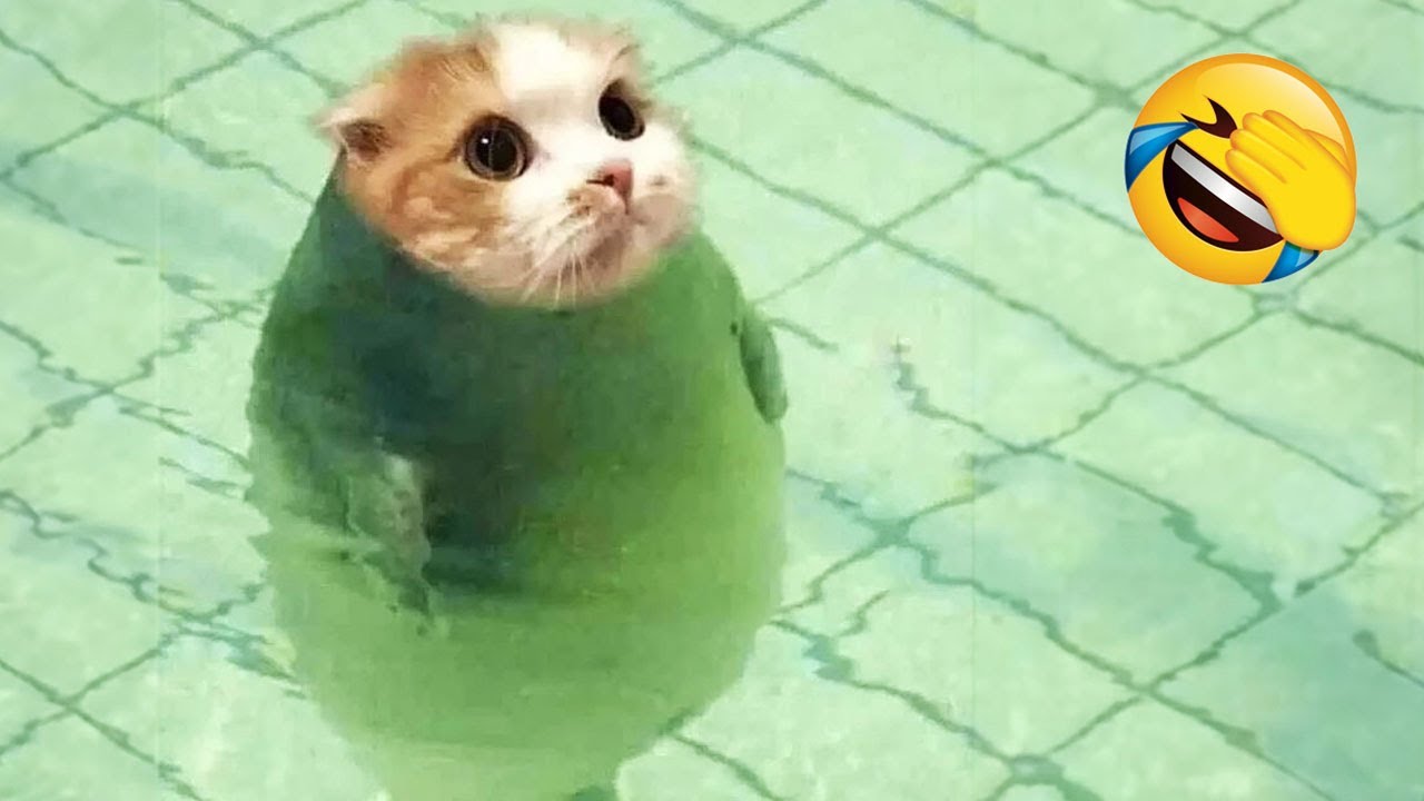 Ты смеёшься – ты проиграл 🤣😍 Самые смешные видео с котами и собаками 2025 😹🐈