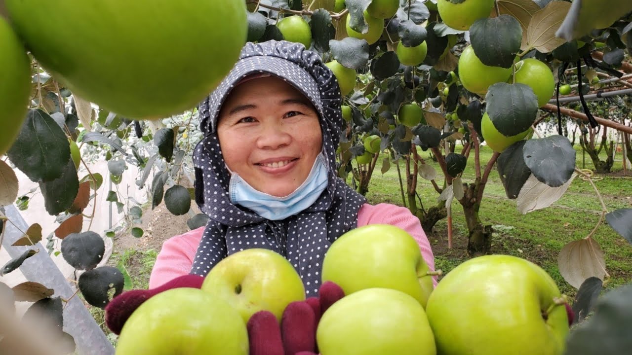 屏東縣九如鄉〔陳麗蘭-棗の堂〕光合菌使用紀錄