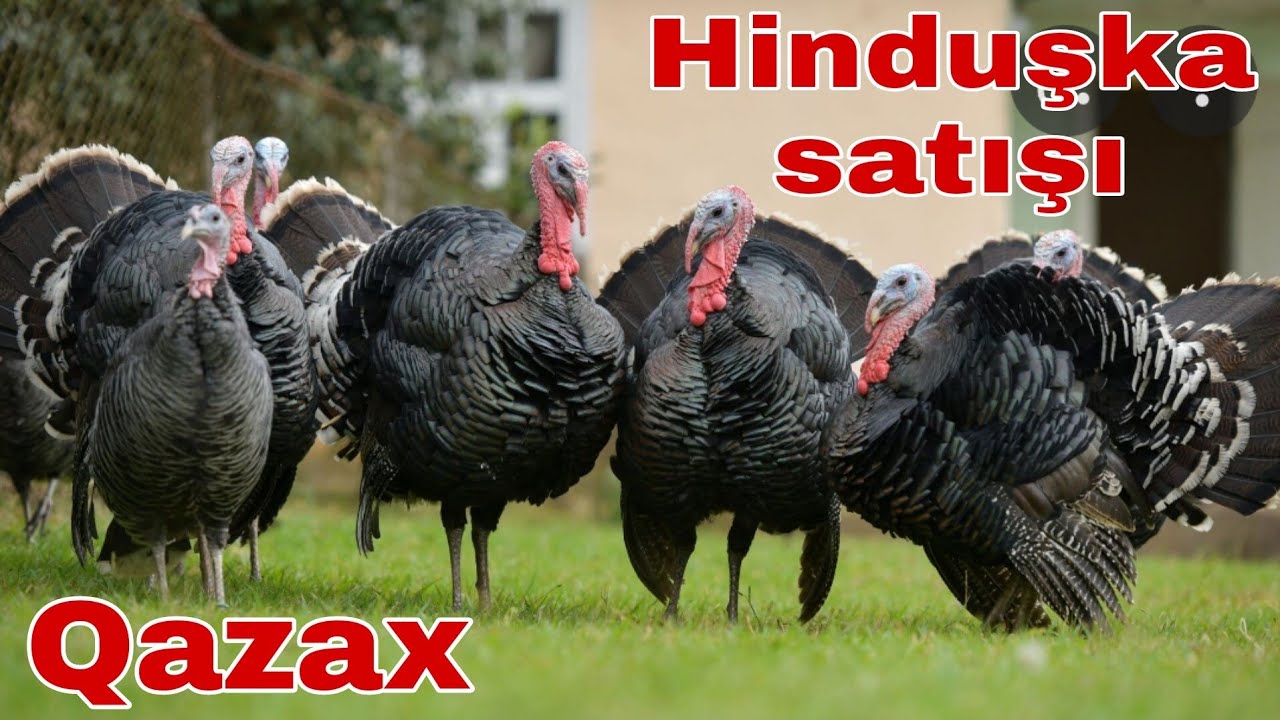 Hind quşu satışı  ünvan Qazax