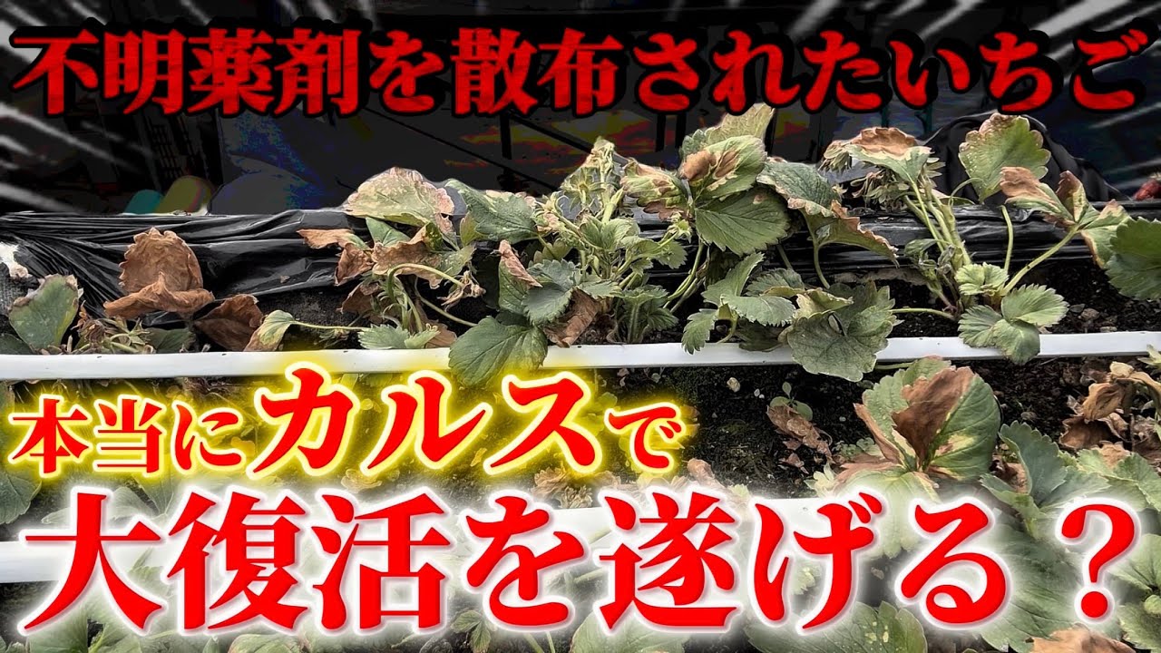 【カルスで復活する？】壊滅状態のいちごを復活させる為にカルスを撒いてみた！散布編