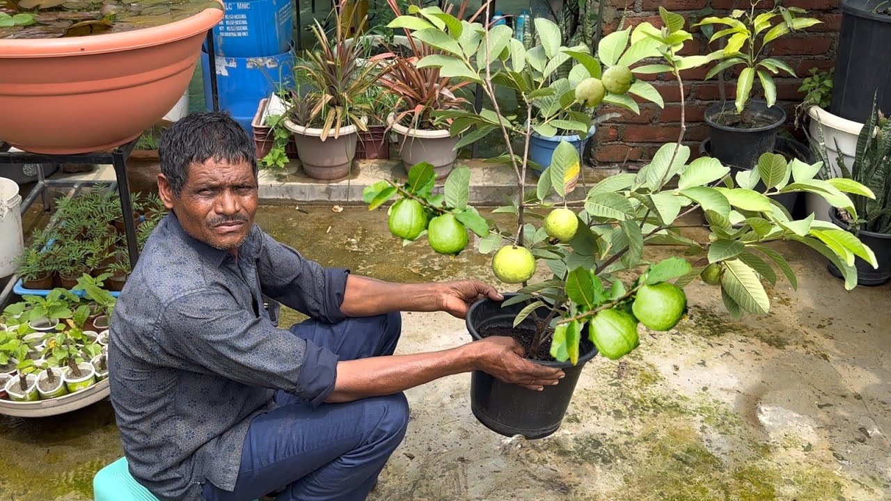 अमरूद के सैकड़ों पौधे फ्री में तैयार करने का सीक्रेट बता दिया माली ने