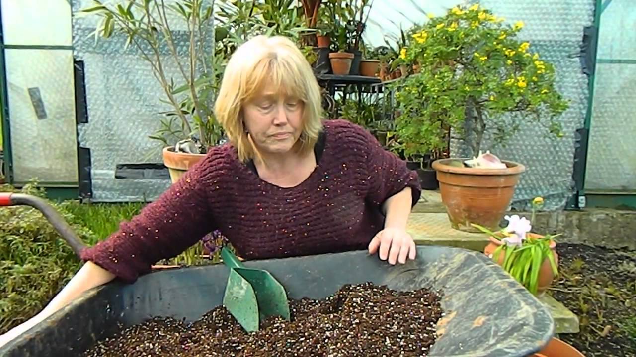 Amorphophallus konjac - Flowering Size At Last