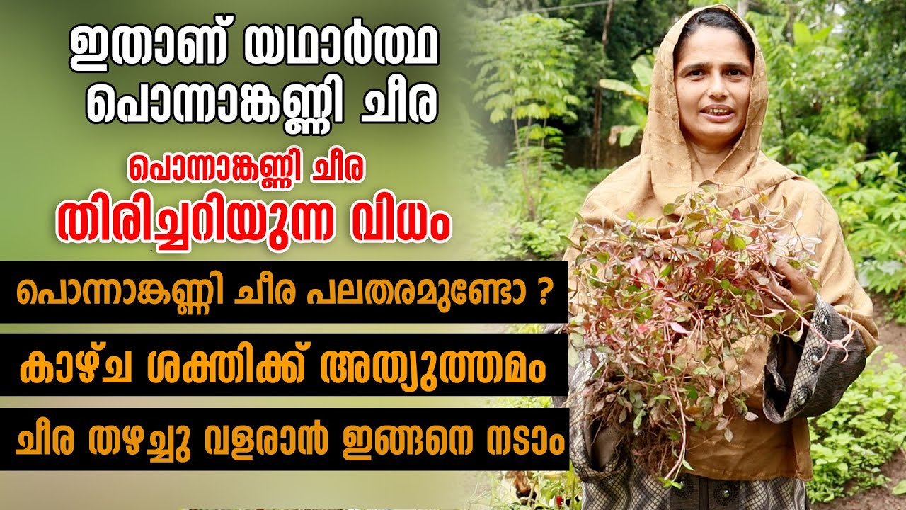 ഇതാണ് യഥാർത്ഥ പൊന്നാങ്കണ്ണി ചീര | ഗുണങ്ങളേറെയുള്ള പൊന്നാങ്കണ്ണി ചീര | ചീര തഴച്ചു വളരാൻ ഇങ്ങനെ നടാം