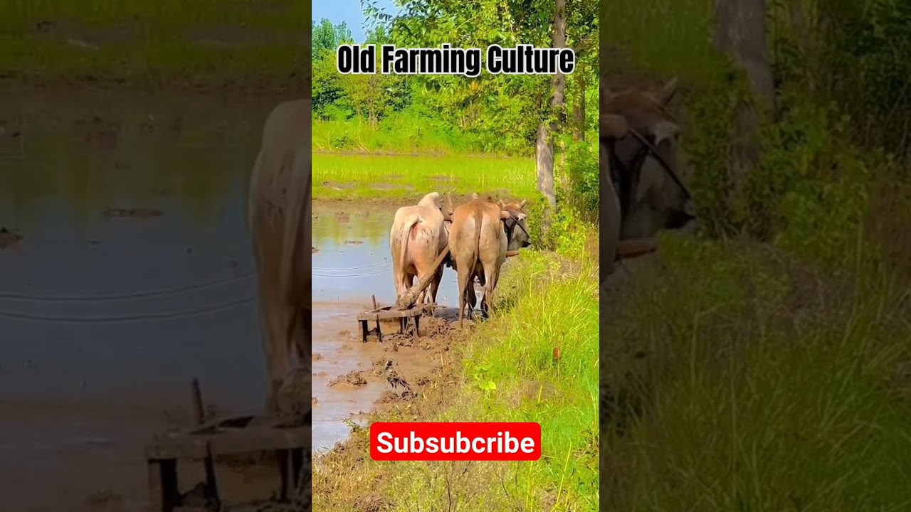 Old Farming In Pakistan||Apna vlog tv