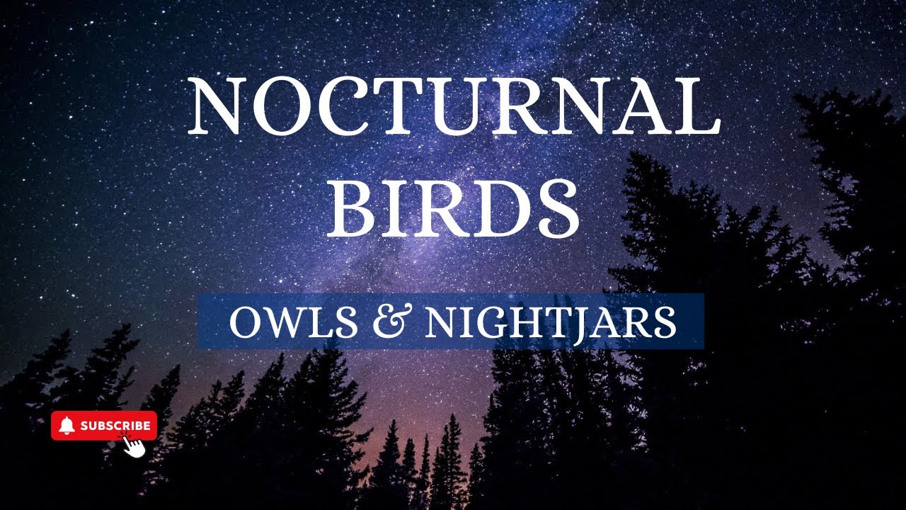 The Mystery Of Nocturnal Birds: Silent Hunters of the Night | Infinite Wisdom Hub