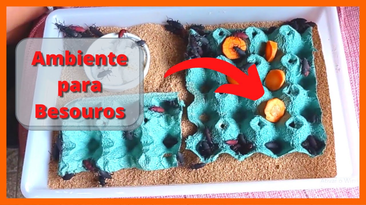 Como cuidar dos besouro do tenébrio gigante (tutorial)