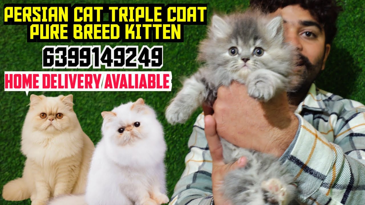 😍RUSSIAN BLUE PERSIAN KITTEN FOR SALE • TRIPLE COAT KITTENS • SEMI PUNCH HIGH QUALITY BABY 