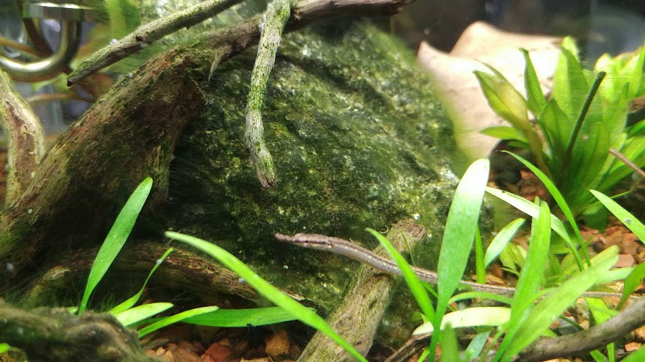 Doryichthys martensii