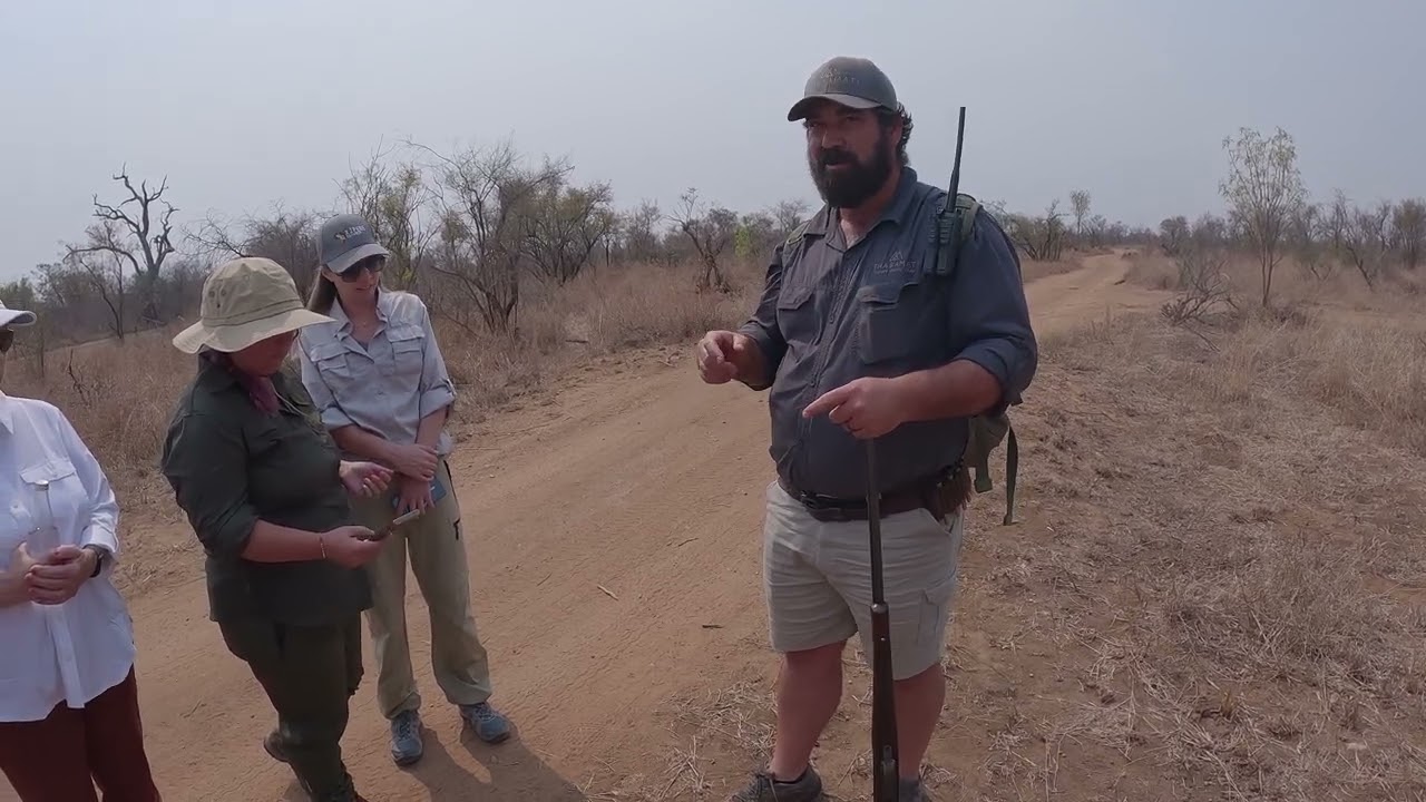 Safari 2024   Bush Walk - Golden Baboon Spider