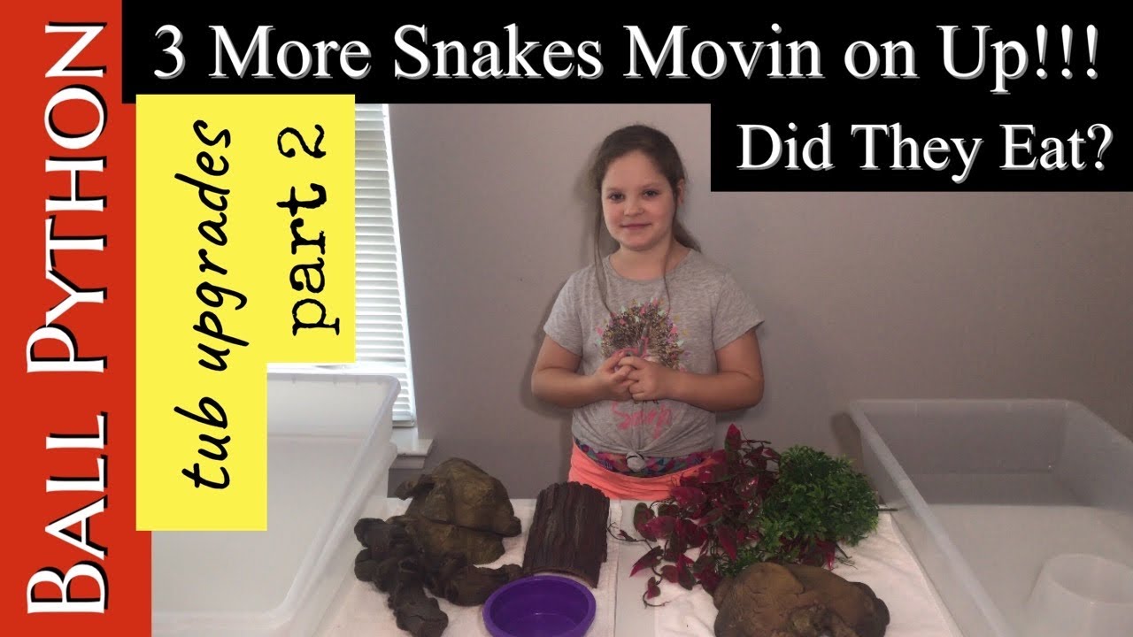 **BALL PYTHON FEEDING VIDEO 2020** Three of our Ball Pythons get a new tubs, will they feed?