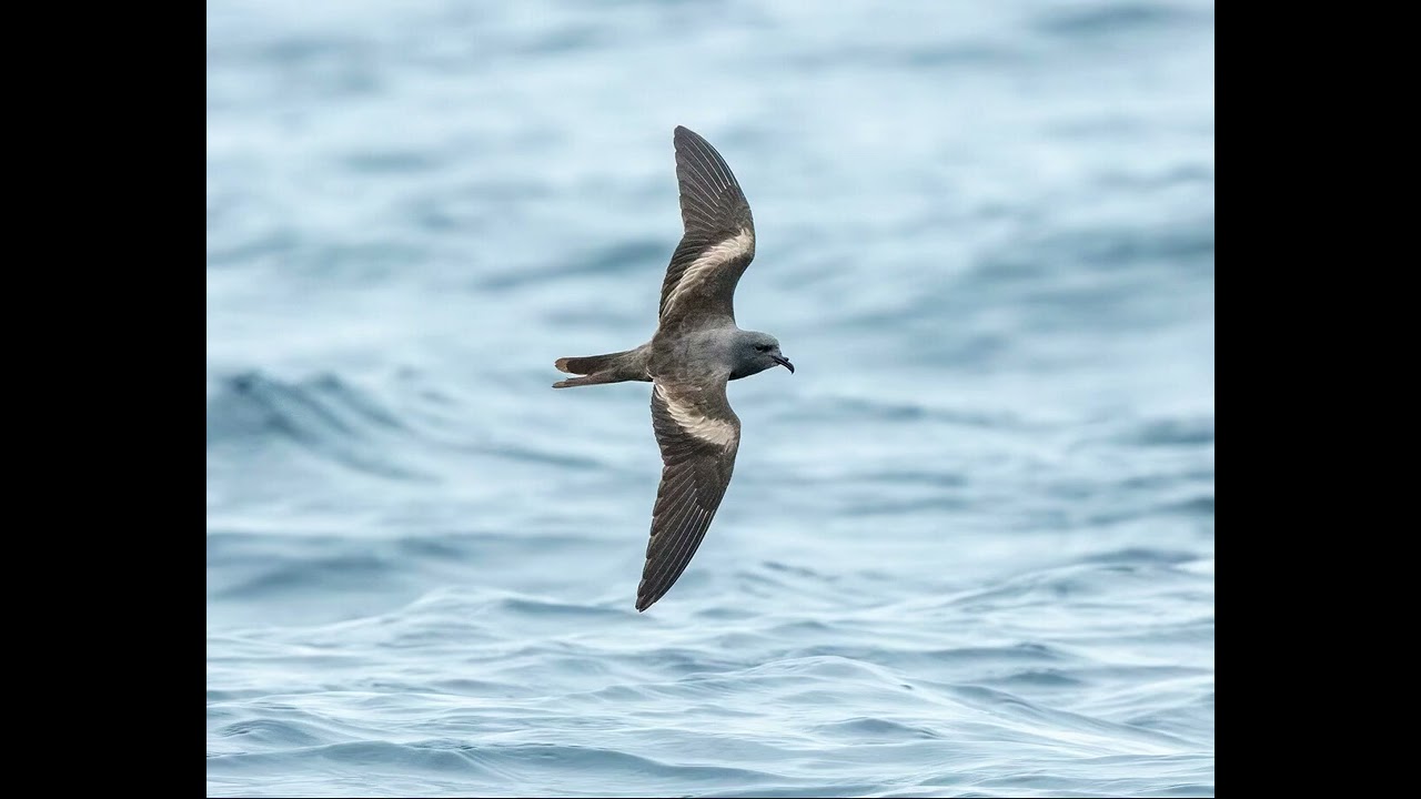 Markham's storm petrel (Seabird)