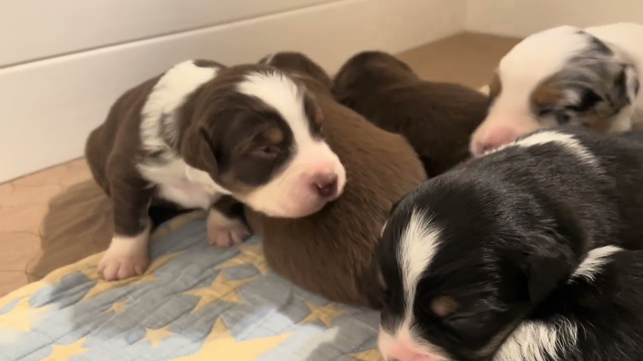 High Desert Aussies  Echos puppies 