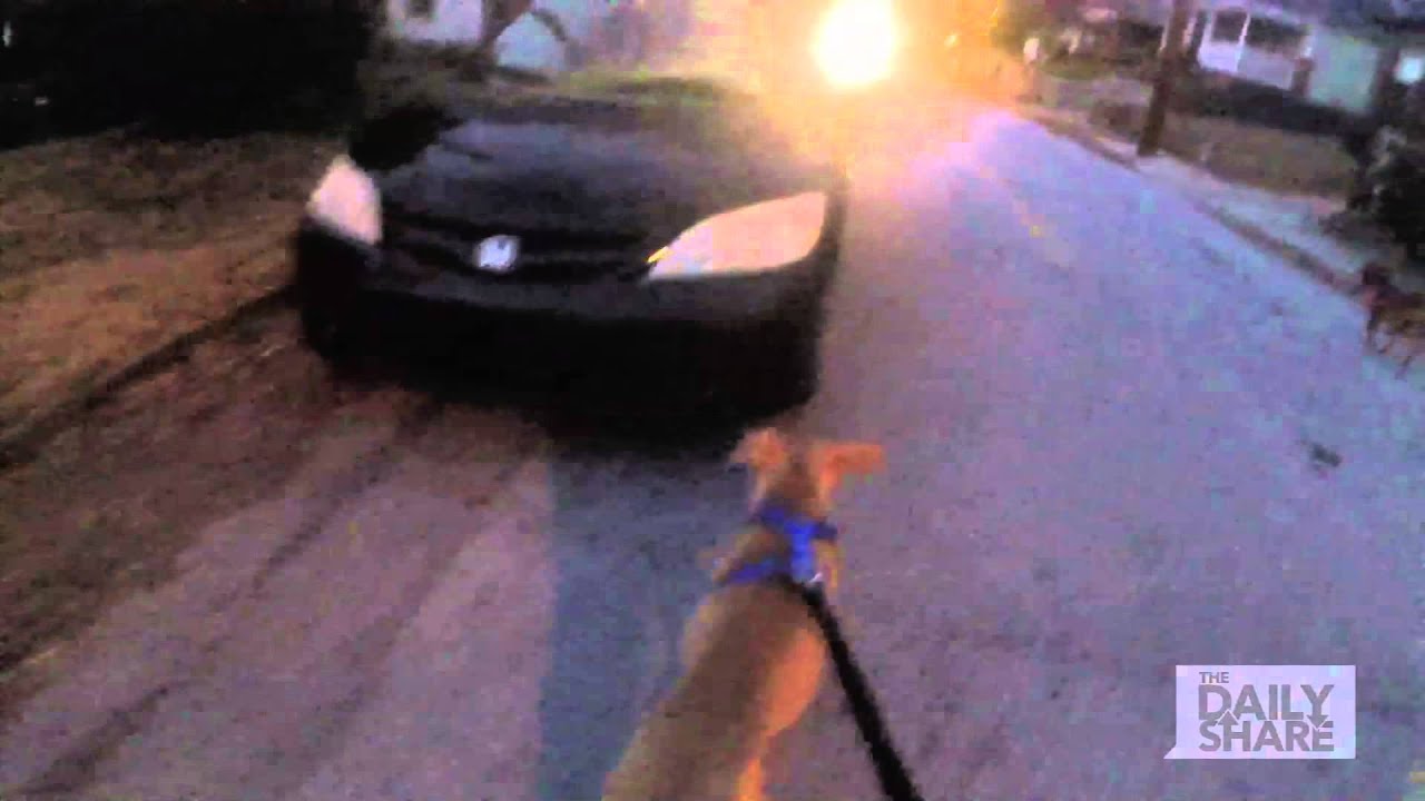 Jogging with Shelter Dogs!