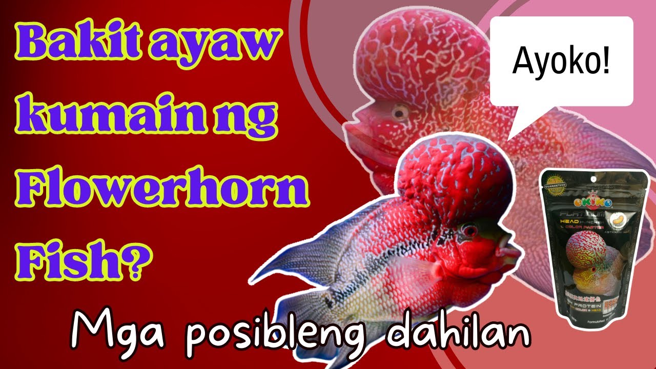 Bakit Ayaw Kumain ng Flowerhorn Fish? Mga Posibleng Dahilan