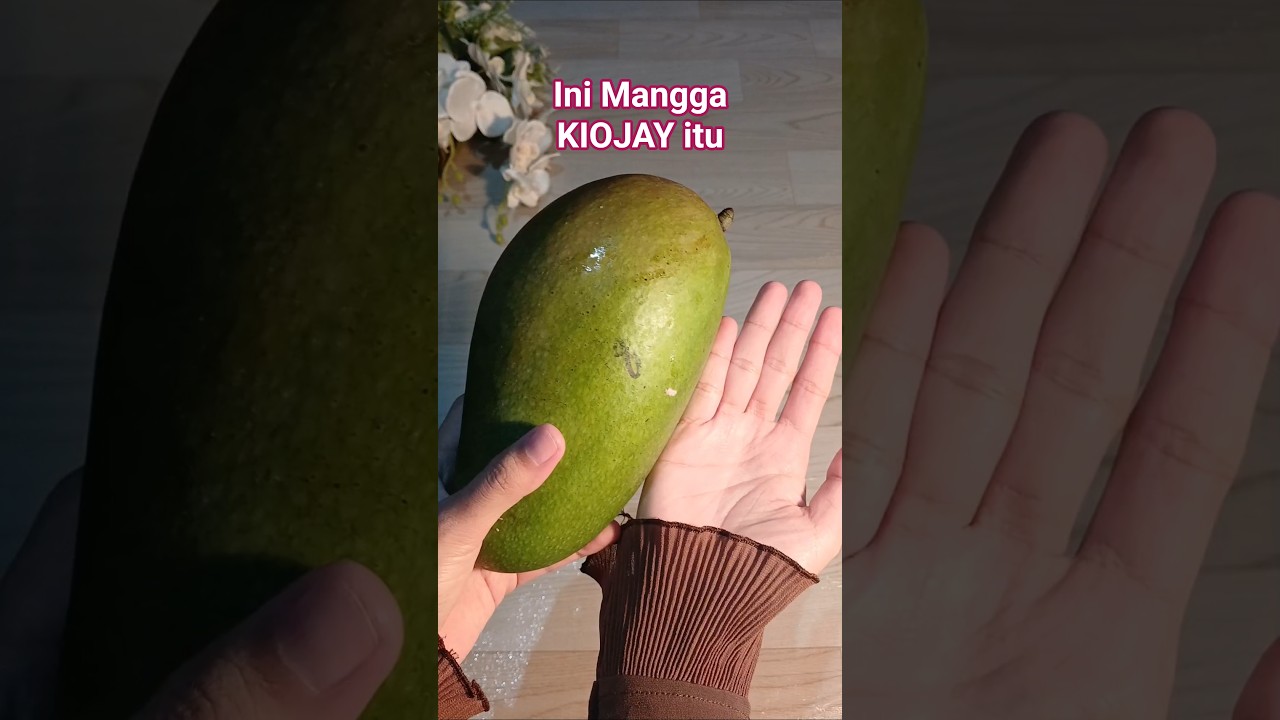 Mangga Kiojay #mangga #manggakiojay #manggarujak #manggamuda