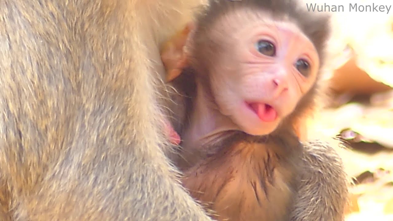 CUTE BABY MONKEY ANYA STYLE HUNGRY | MOTHER WARMING & GIVE MILK FEEDING | WUHAN MONKEY