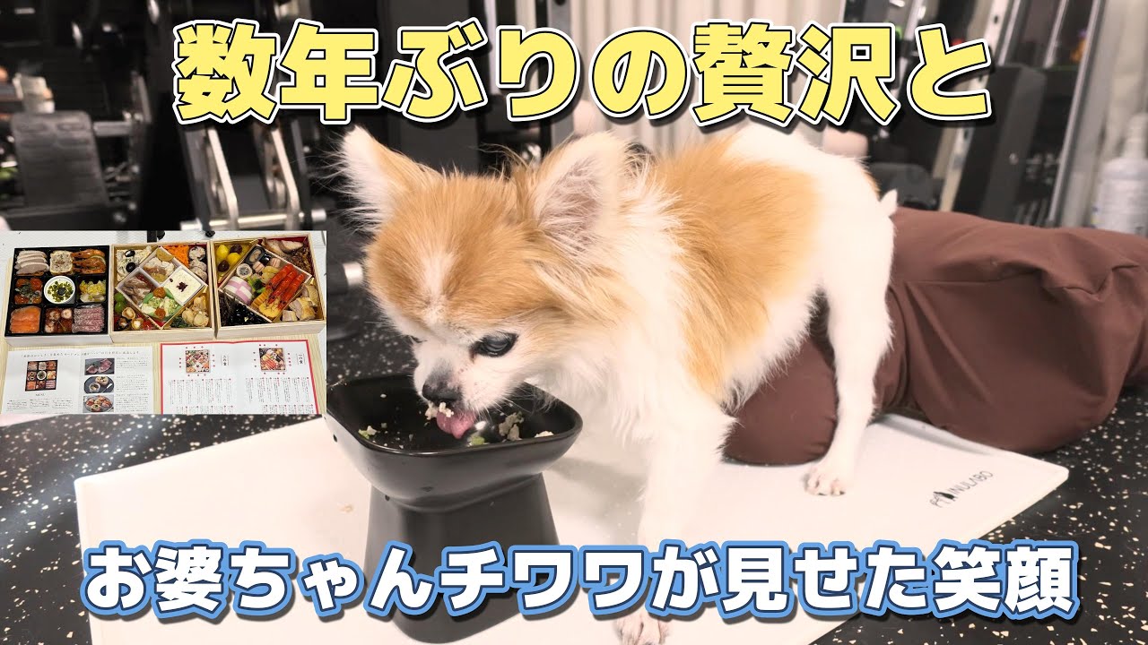 食欲の落ちた高齢犬が完食し喜ぶ姿に涙が止まらないんです・・・