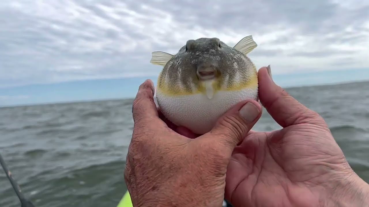 RAPTR Adventures: Episode 11 - Kayak Fishing Barnegat Bay, NJ, for Blowfish