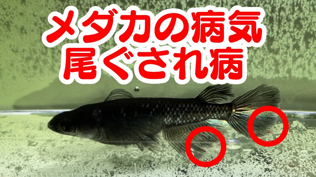 メダカの病気「尾ぐされ病」塩浴と薬浴での治療方法  @sakurarium_toto