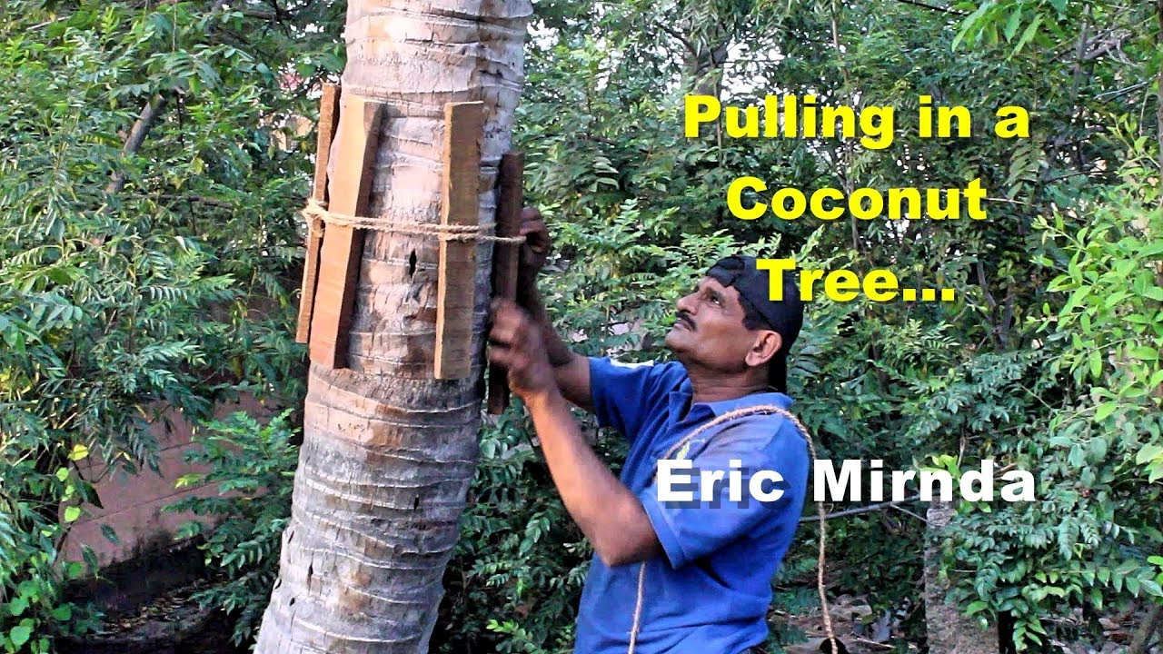 How to pull in a coconut tree - Eric Mirnda