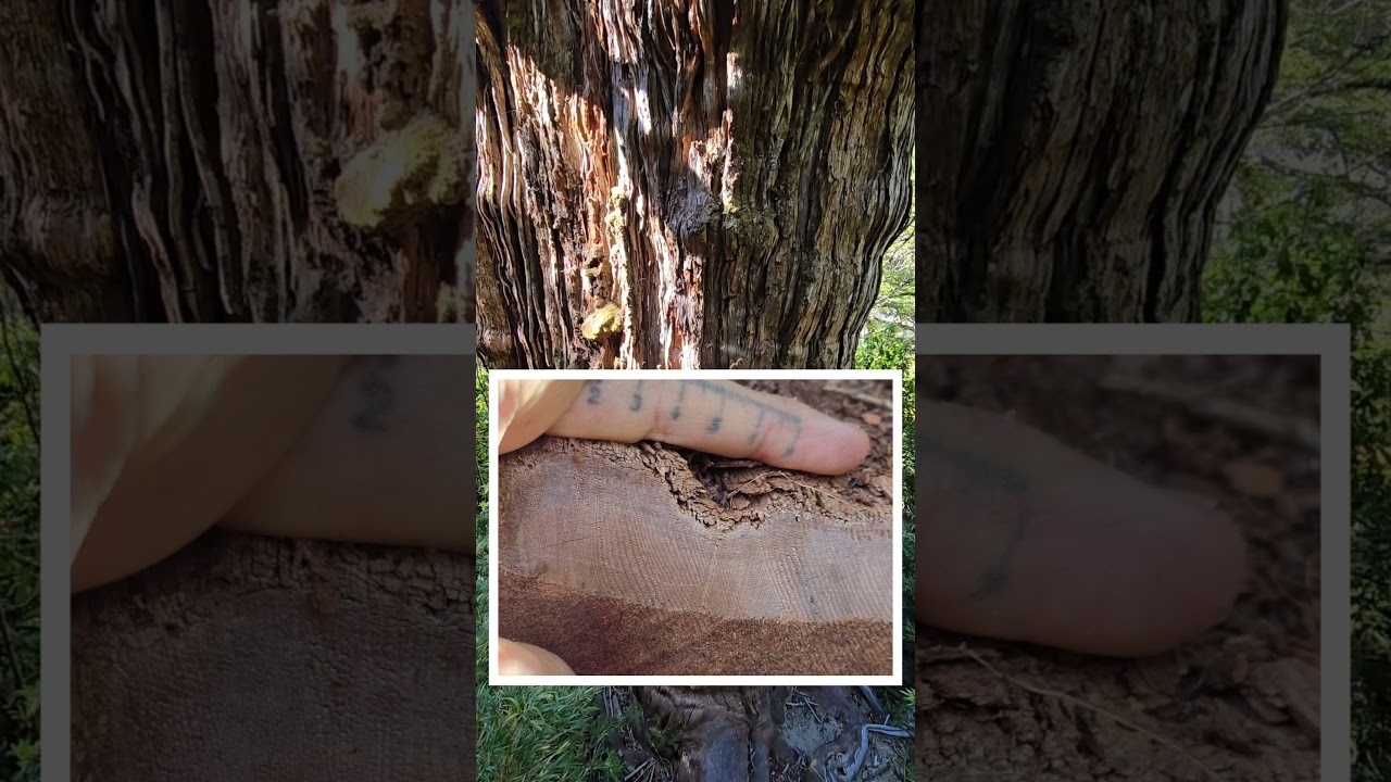Alerce : The South American Redwood