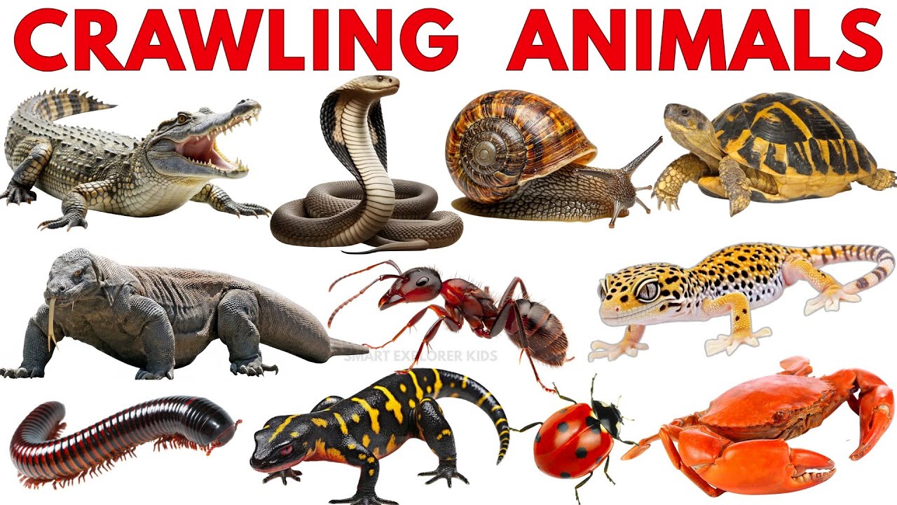 Crawling and Reptile Animals for Kids 🐍 | Learn Animal Names with Sounds and pictures