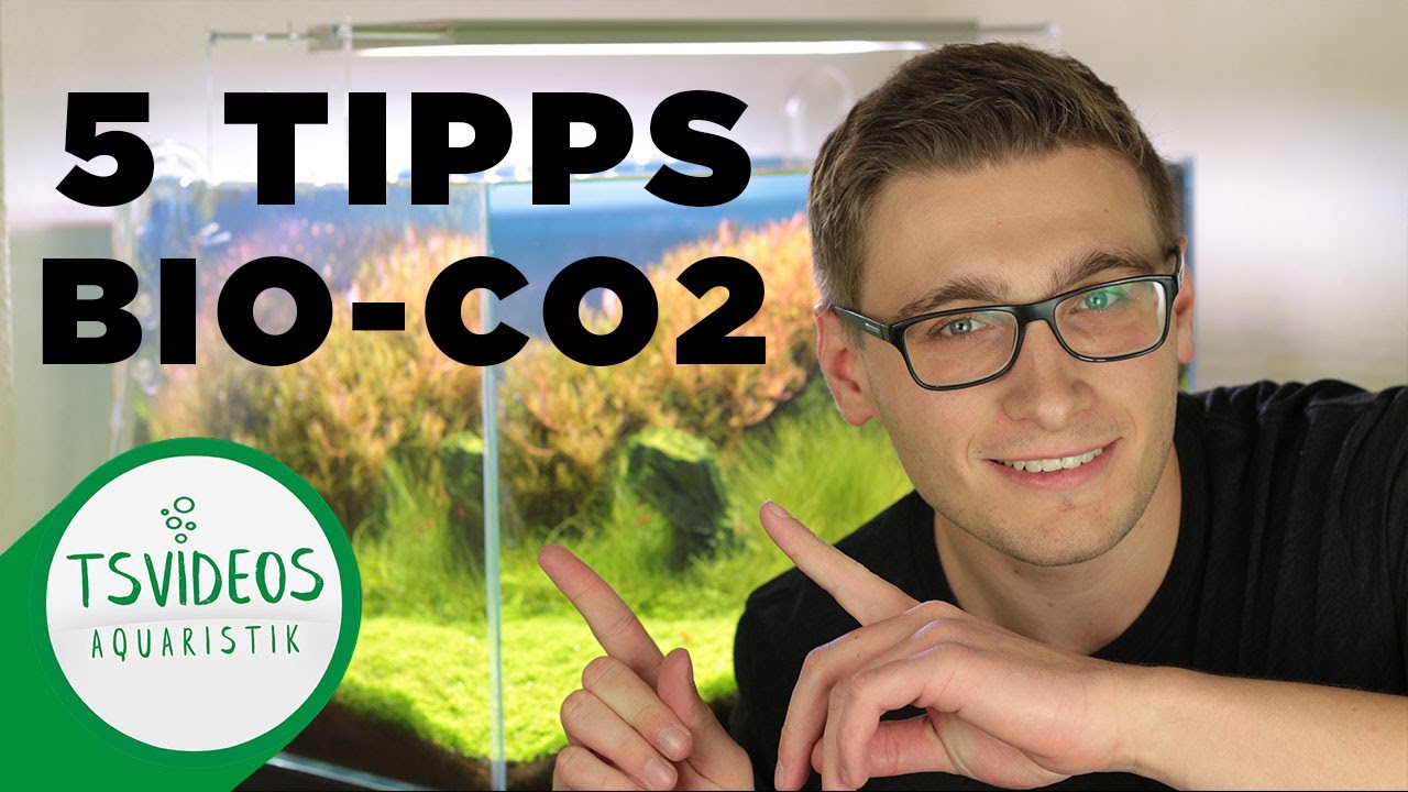 Bio CO2 Anlage im Aquarium geht nicht? 5 Tipps für Bio CO2 Anlagen im Aquarium