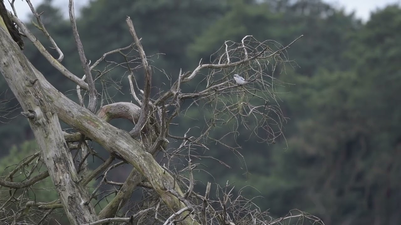 Great Grey Shrike, klapekster 20220204 Strijbeekse Heide 2