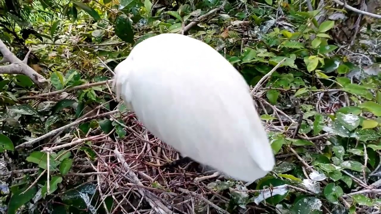Egret Female and Incubate Baby #Channel TRCAM Birds You Welcome .