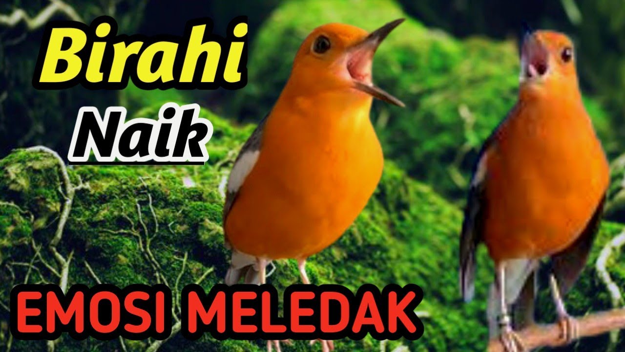 Anis Merah Sound Therapy Aliran Sungai – Power Volume, Mental Baja, Siap Naik Podium
