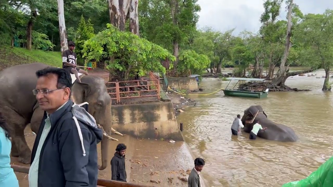 Elephants Coming Down to Wash in the River